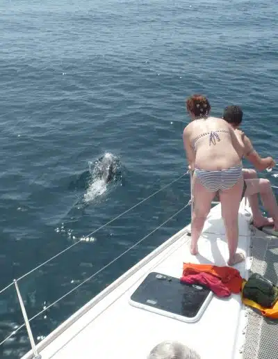 dolphins from boat in Malaga