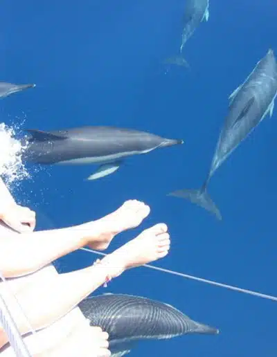 Dolphin spotting from boat benalmadena