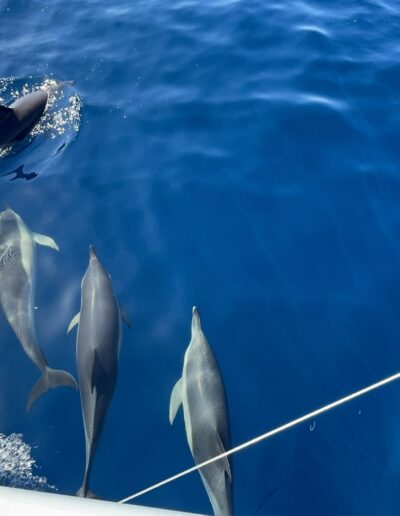 Dolphin spotting aboard a catamaran in Benalmádena