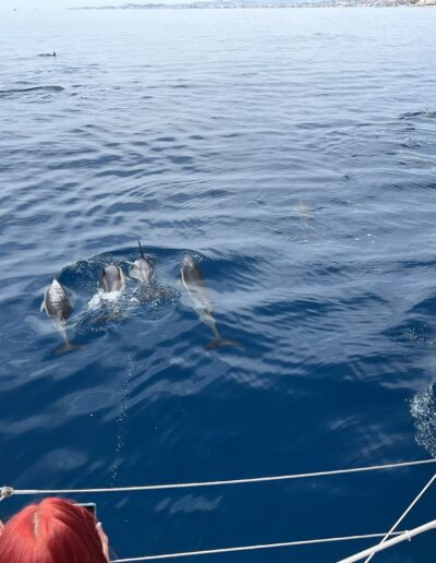 Dolphin spotting aboard a catamaran in Benalmádena