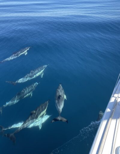 A boy capturing the moment as dolphins swim around the boat in Benalmádena