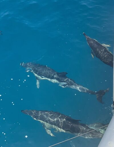 A girl capturing the moment as dolphins swim around the boat in Benalmádena