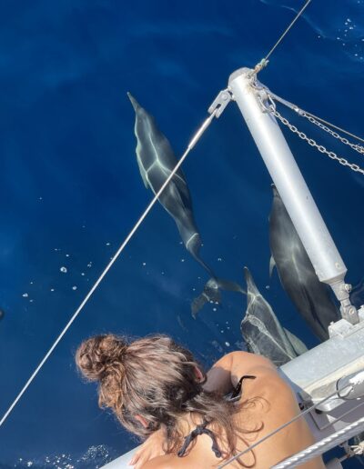 Dolphin spotting aboard a catamaran in Benalmádena