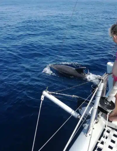 dolphin boat tour