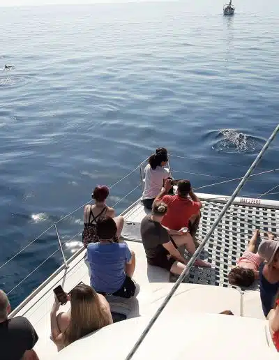 see dolphins in the sea