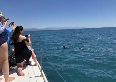 see dolphins in the sea