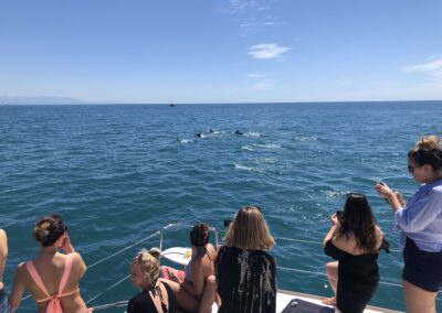 Enjoy dolphin spotting from a catamaran in Benalmádena, a magical experience at sea