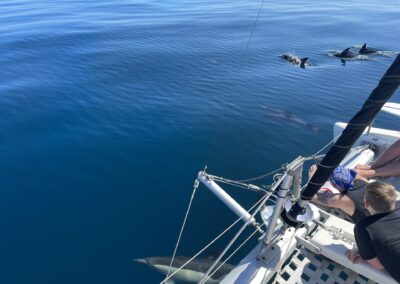 Enjoying dolphins swimming around the boat in Benalmádena