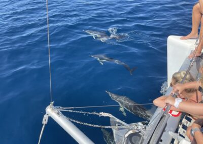 Girl enjoying dolphins swimming around the boat in Benalmádena