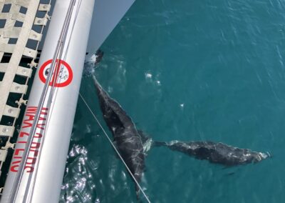 Enjoy dolphin watching from a catamaran in Benalmádena, a magical experience at sea